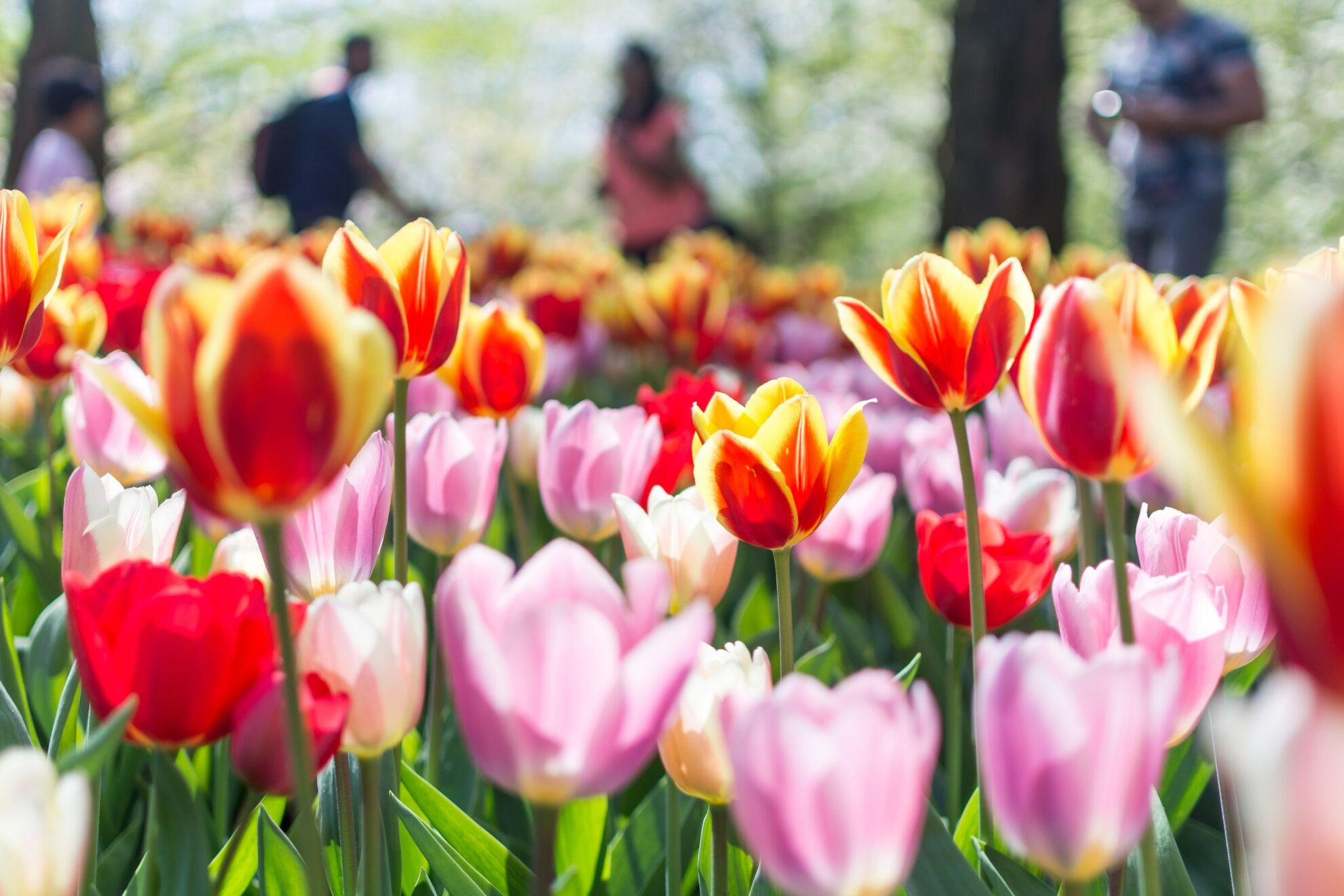 For Flower Lovers - 4 Beautiful Tulip Fields to Pick Your Own