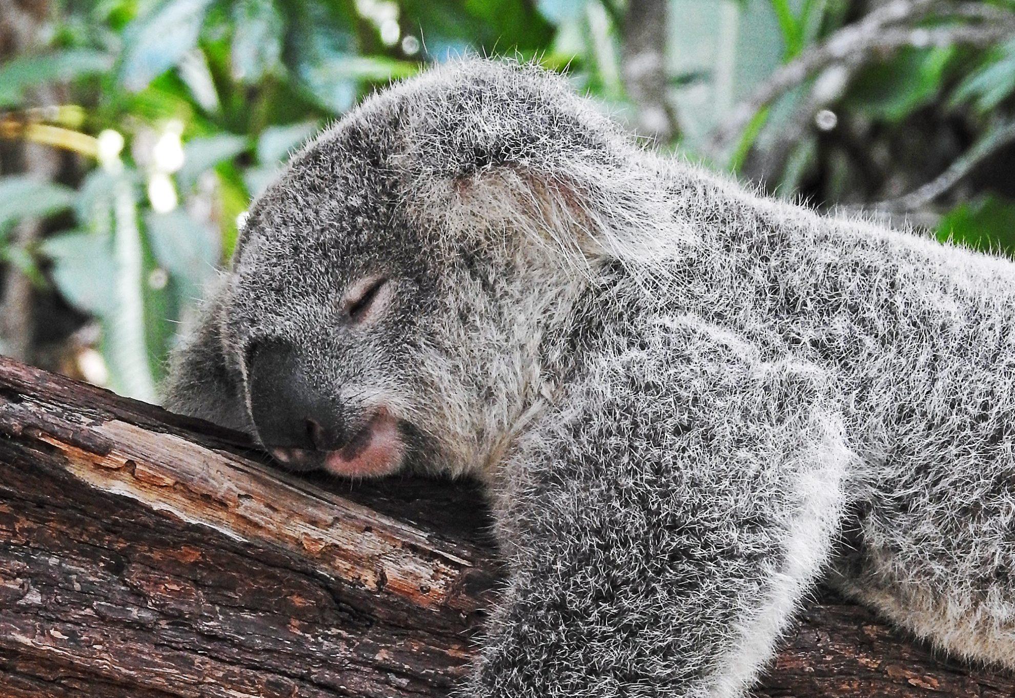 Work and Travel, Au Pair & Co.: The Coolest Travel Opportunities After High School