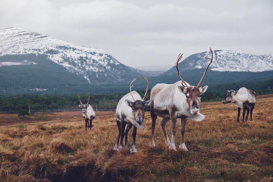 Cairngorms National Park Places with Snow Guarantee
