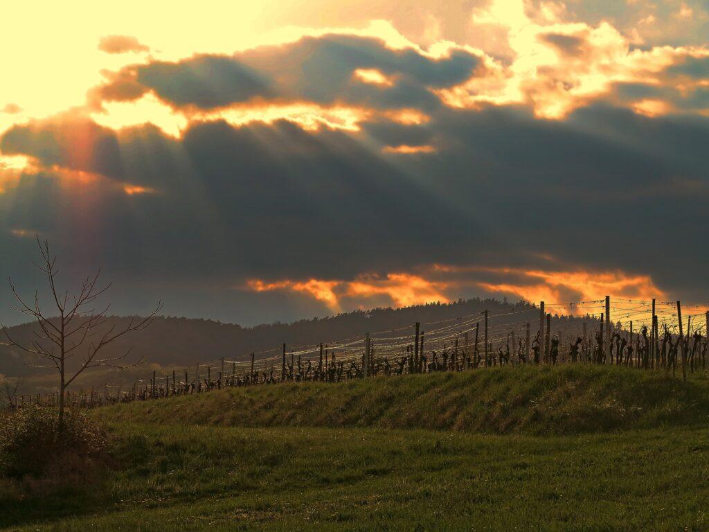 Ruta del Vino Alemana atardecer