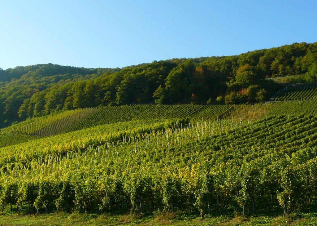 Ruta del Vino Alemana viñedos