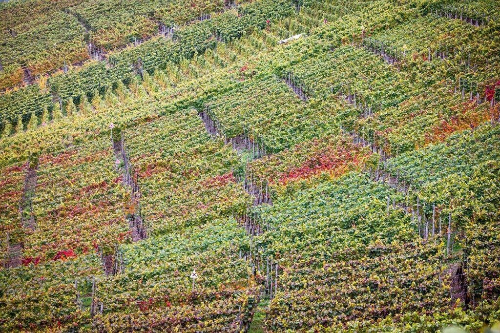 Ruta del Vino Alemana colinas de vino