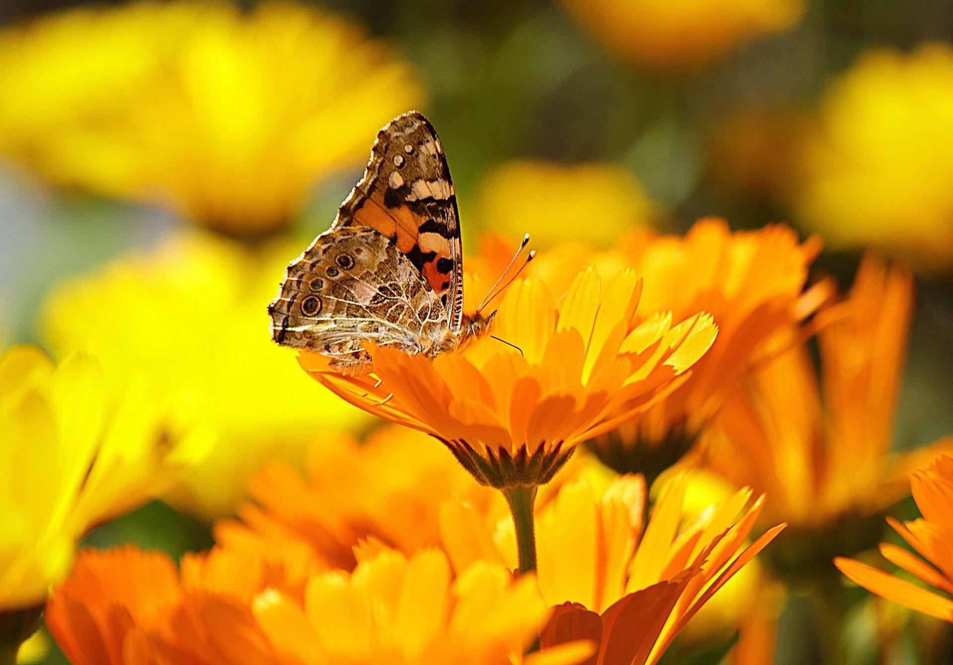 schmetterling