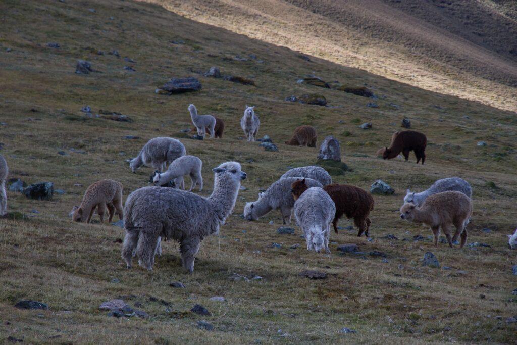 Vacation in Peru: From Lima to Lake Titicaca